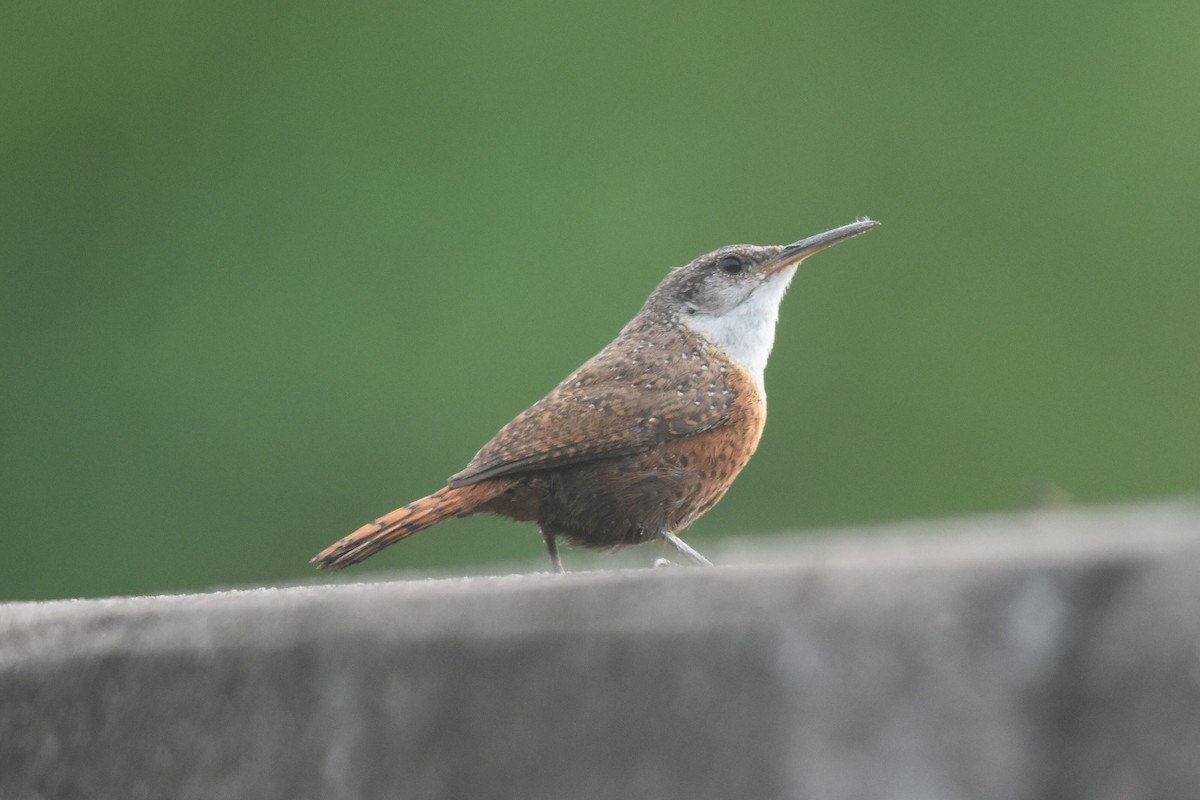 Canyon Wren - Caleb Strand