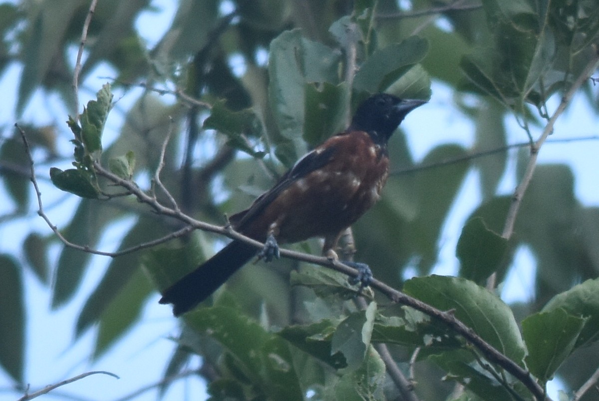 Orchard Oriole (Orchard) - ML360545421