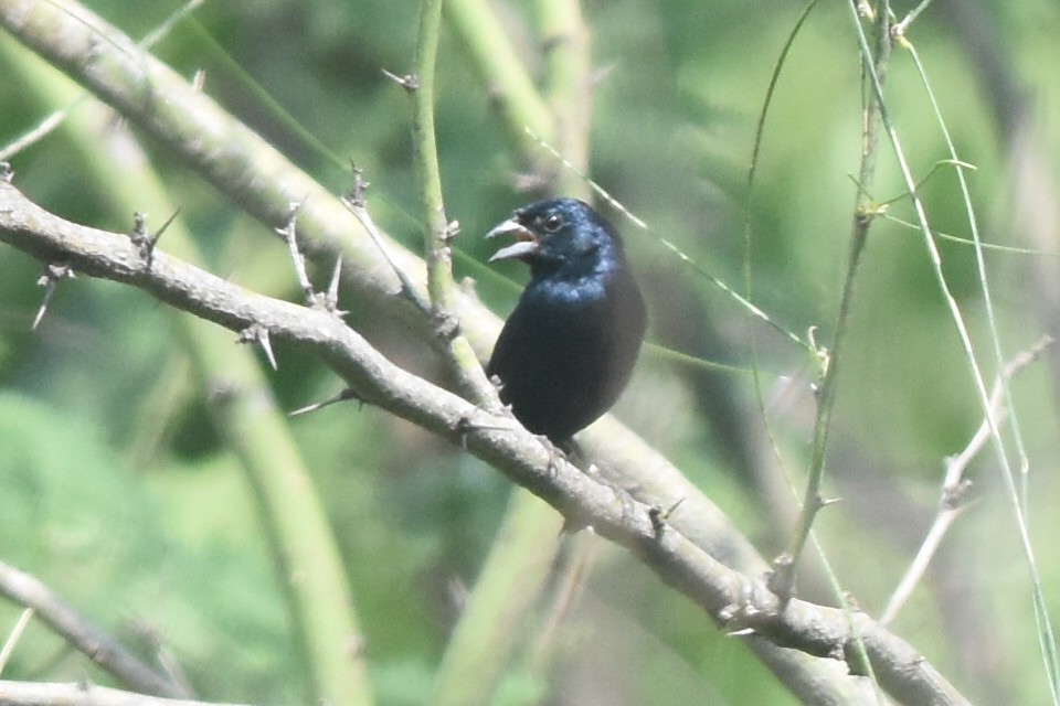 Blue-black Grassquit - ML360545611