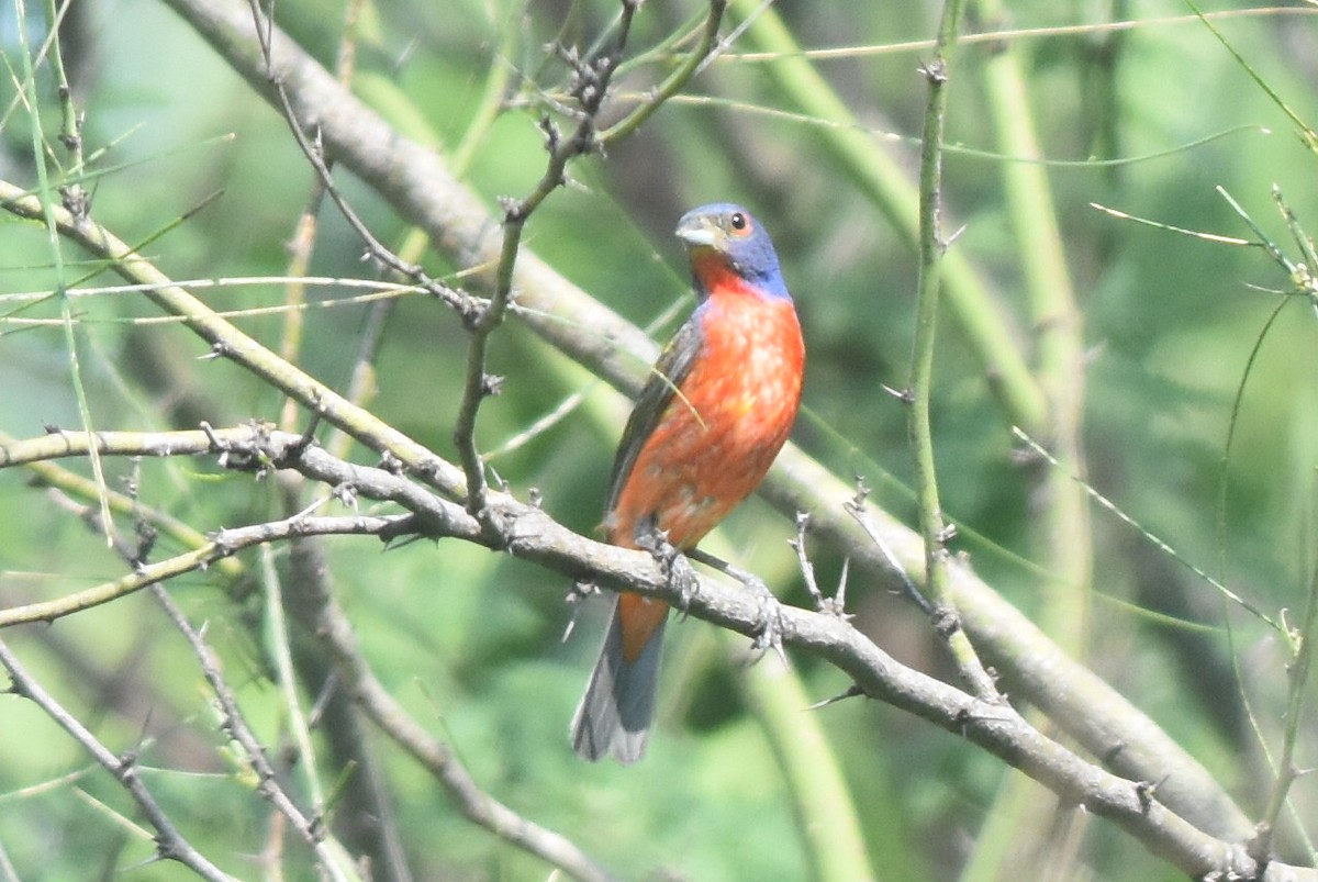 Painted Bunting - ML360545621