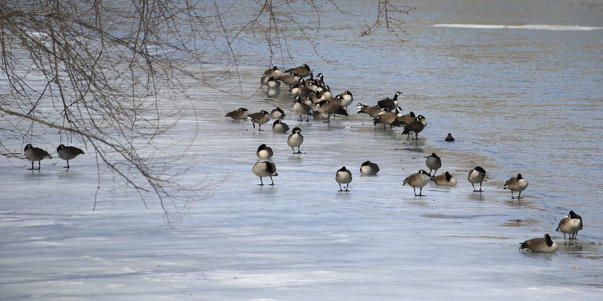 Canada Goose - Tim Lenz