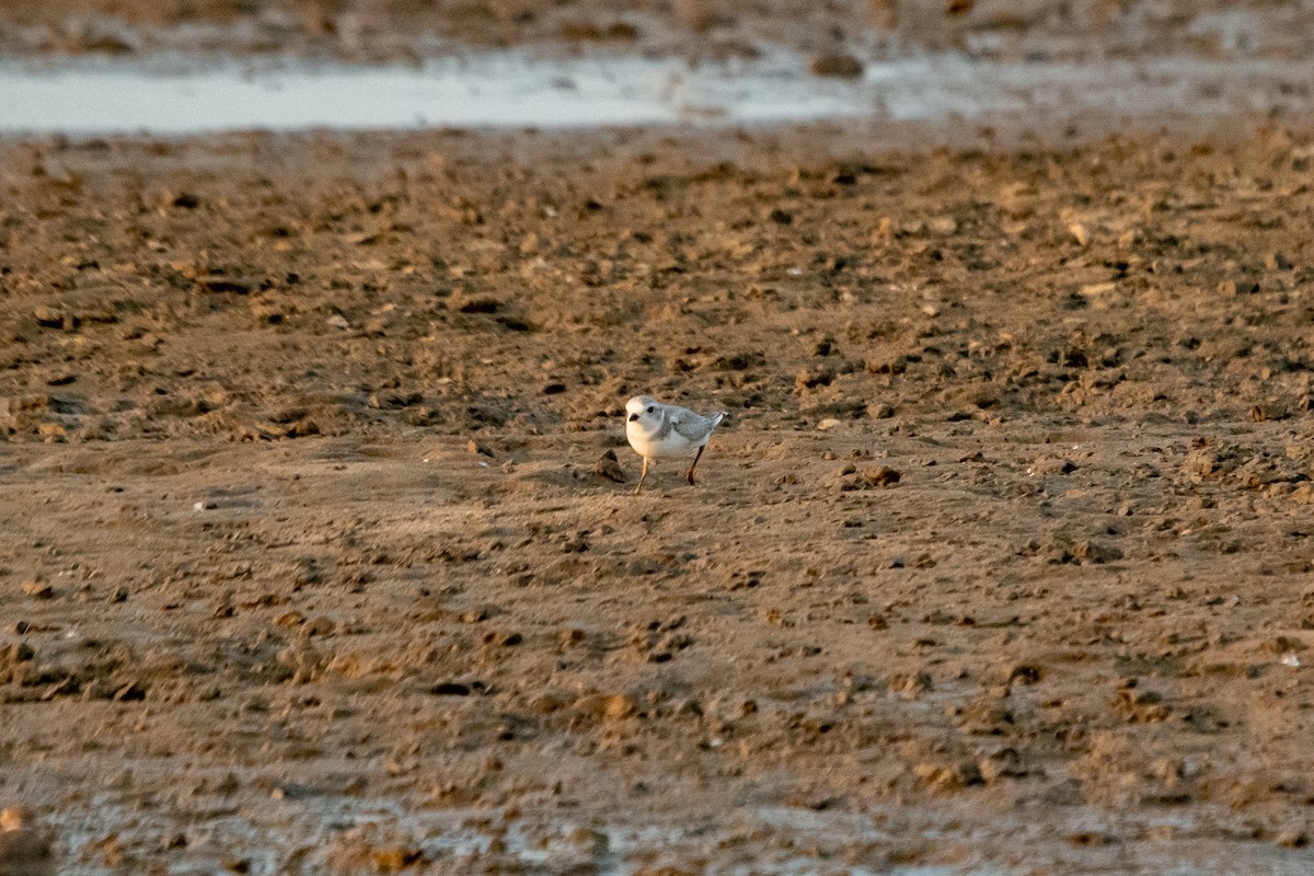 Piping Plover - ML360548021