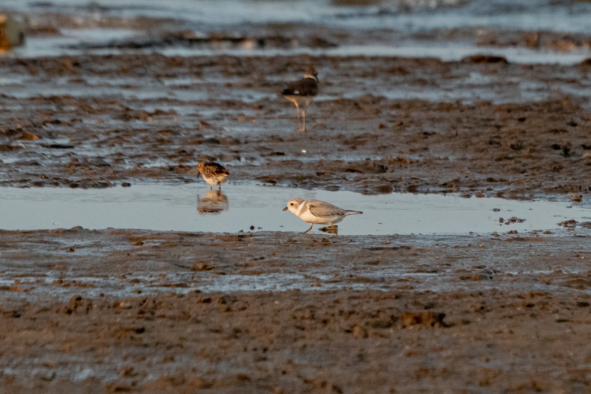 Piping Plover - ML360548031