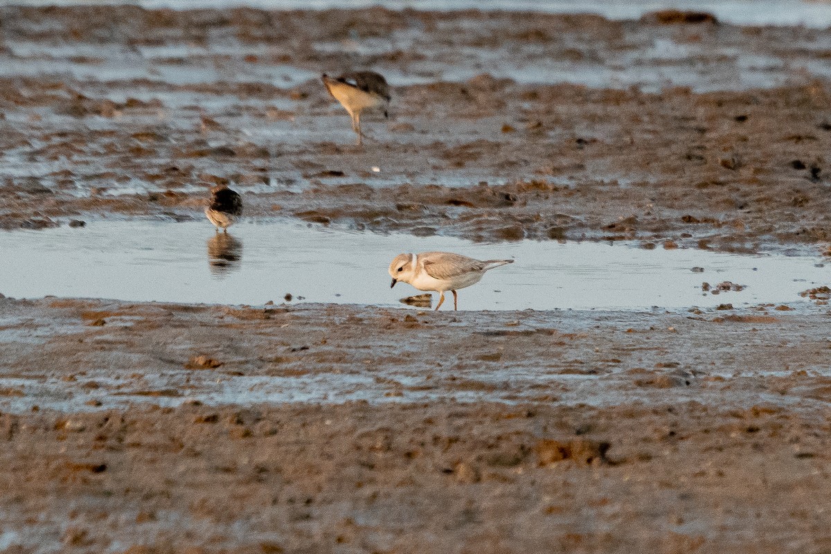 Piping Plover - ML360548041