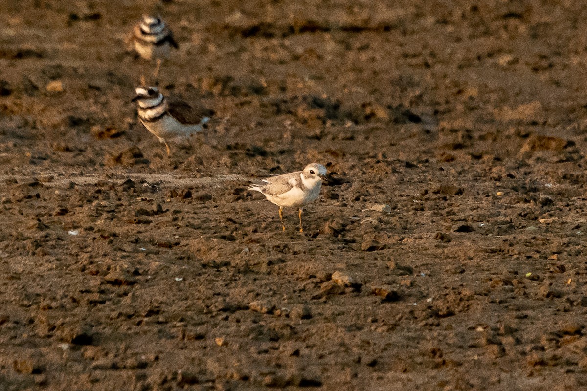 Piping Plover - ML360548051