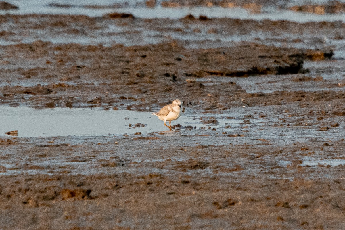 Piping Plover - ML360548061