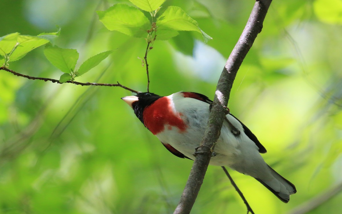 Rose-breasted Grosbeak - Tim Lenz