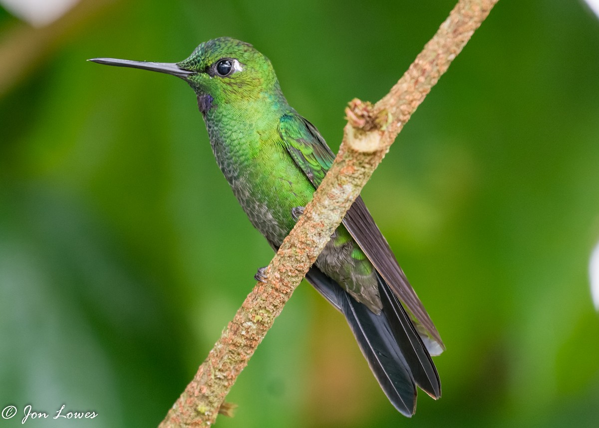 Green-crowned Brilliant - ML360548861