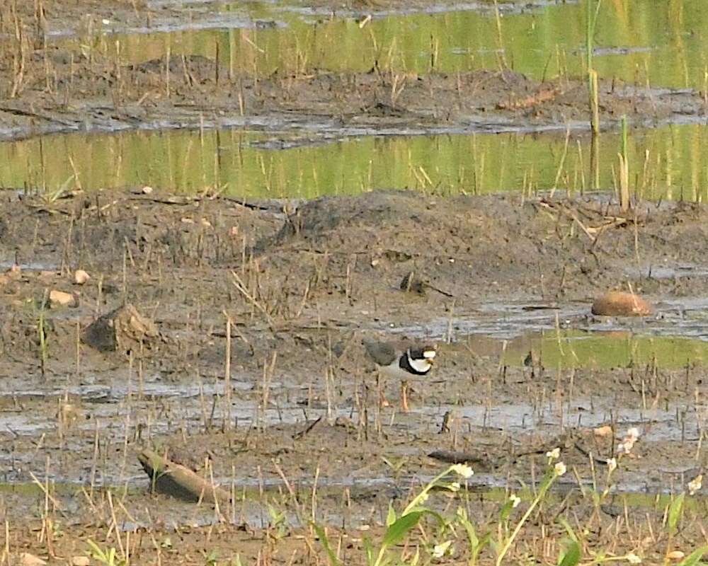 Semipalmated Plover - ML360549081