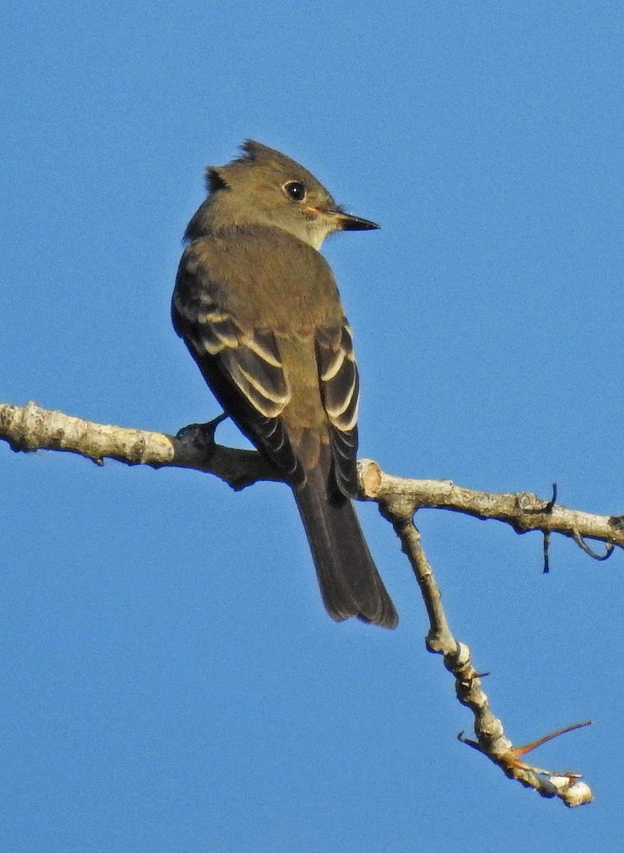 Western Wood-Pewee - Janet Ruth