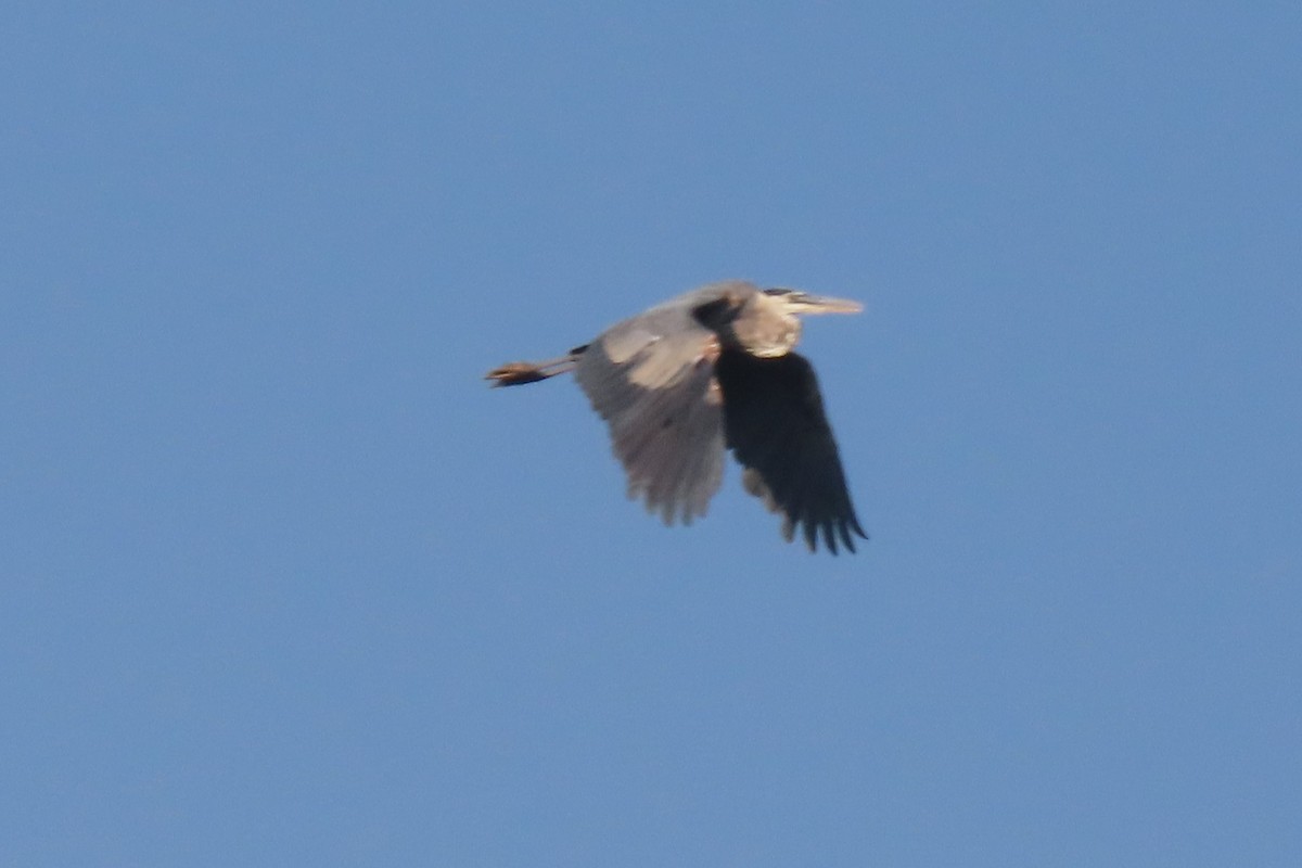 Great Blue Heron - ML360549331