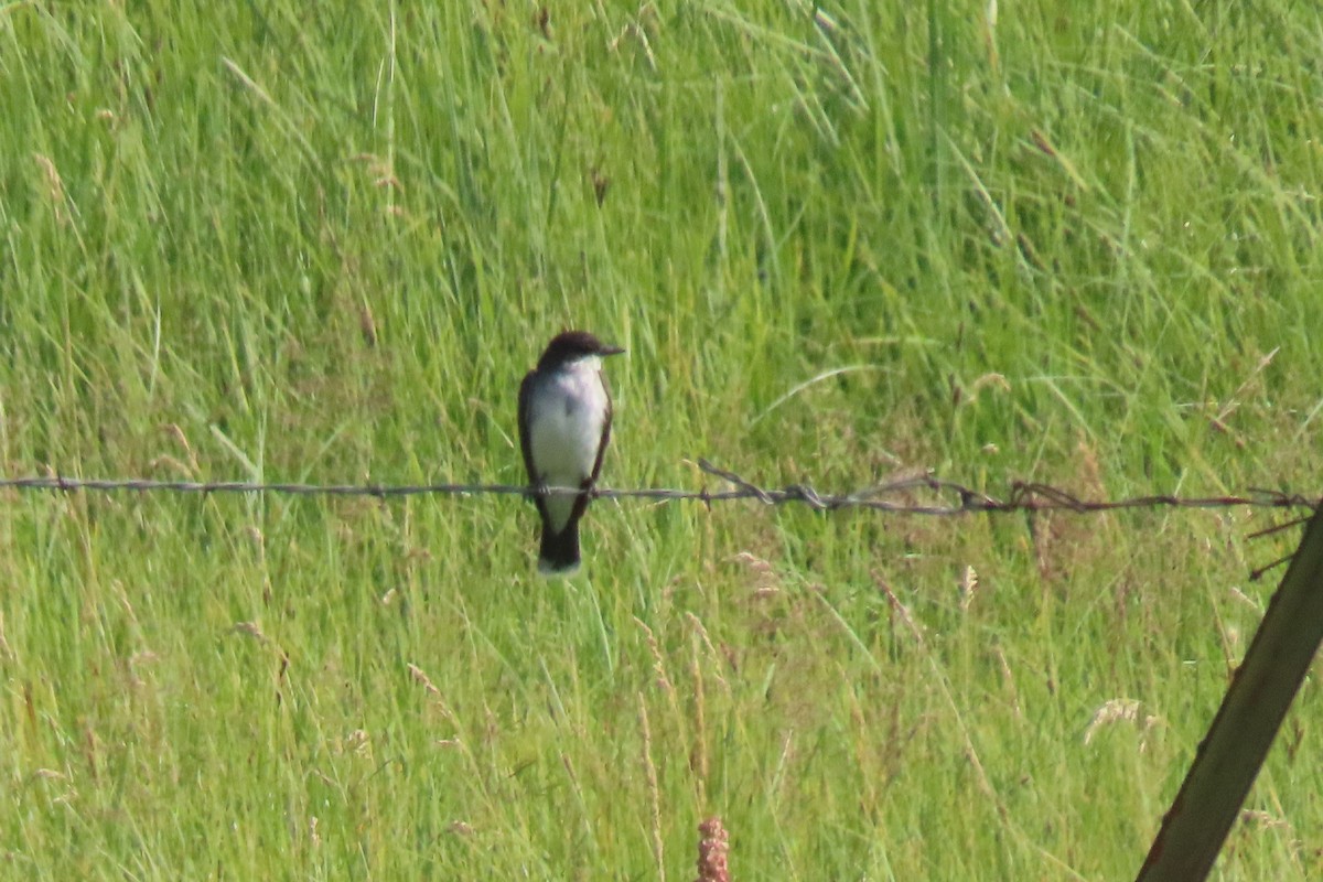 Eastern Kingbird - ML360549441