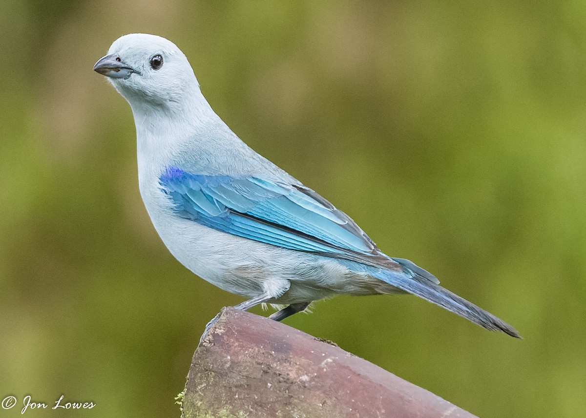Blue-gray Tanager (Blue-gray) - ML360549751