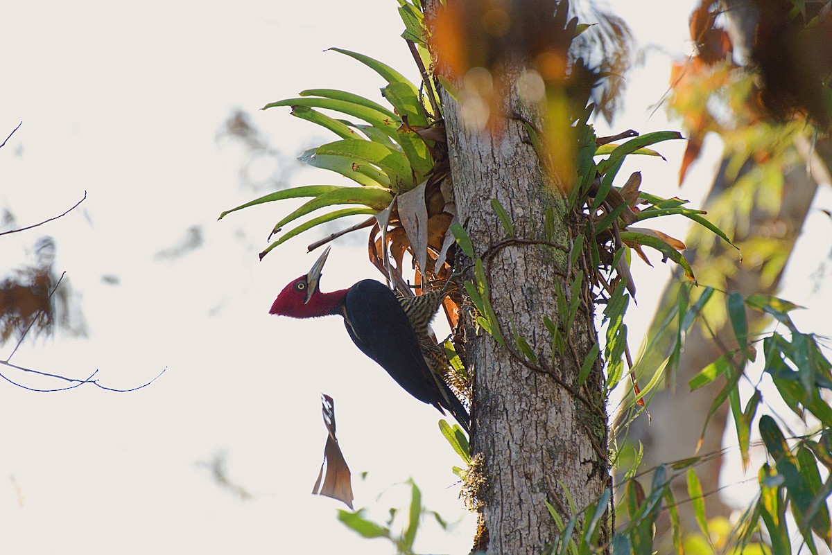 Robust Woodpecker - ML360549761