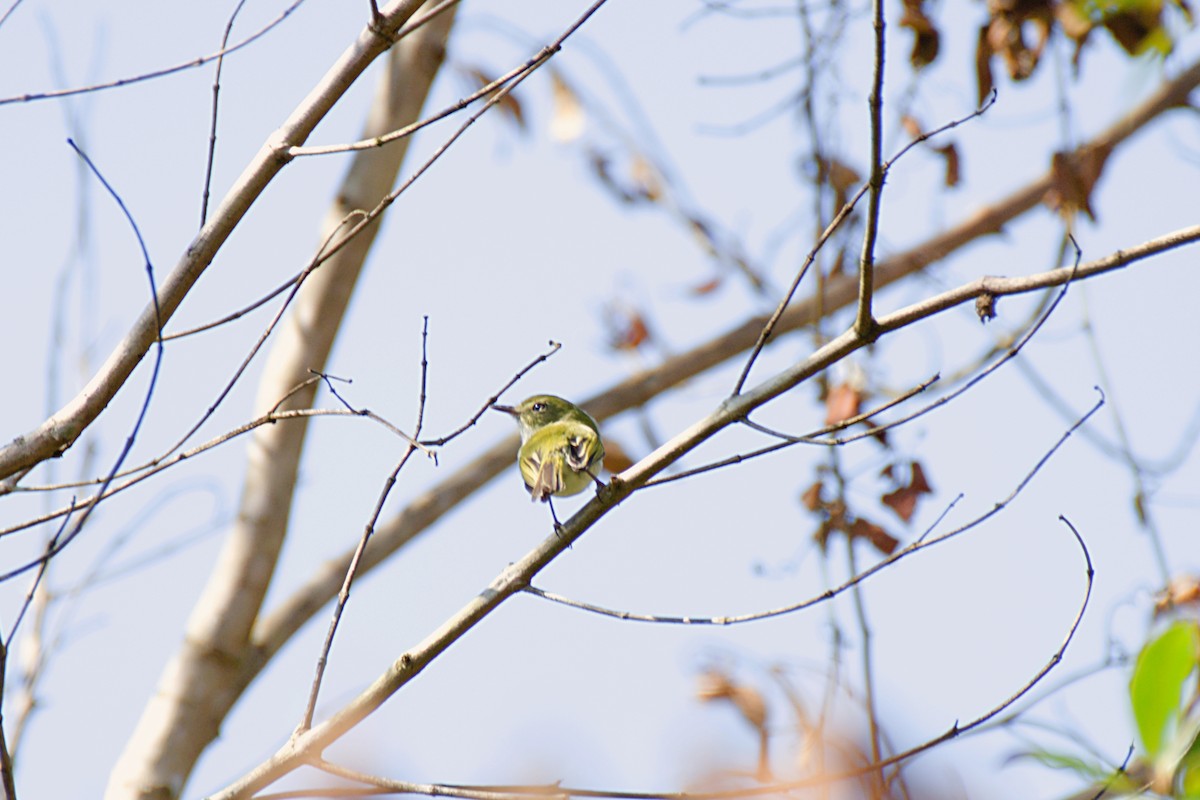 Hangnest Tody-Tyrant - ML360549991