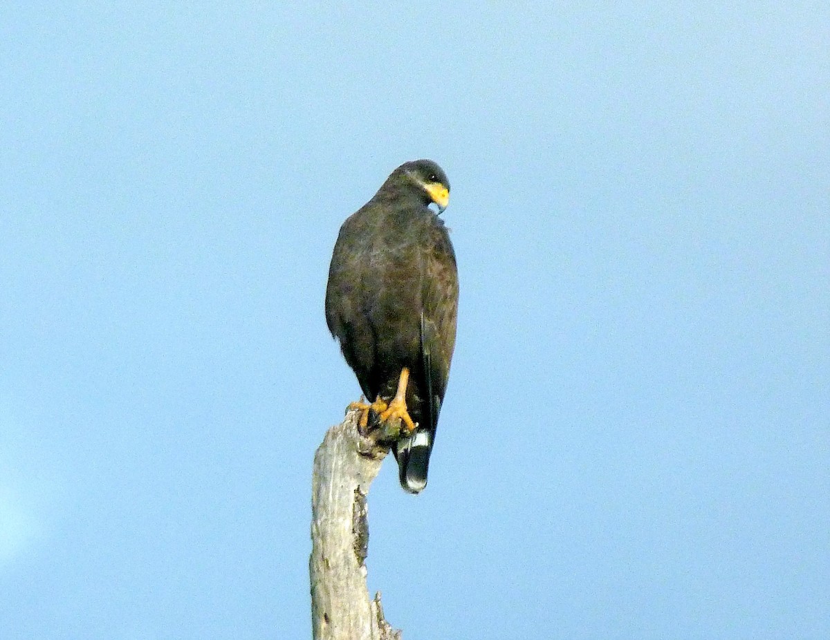 Cuban Black Hawk - ML360551341