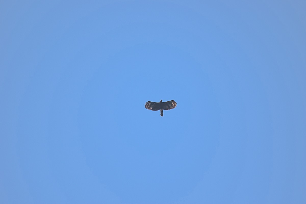 Black Hawk-Eagle - ML360551441