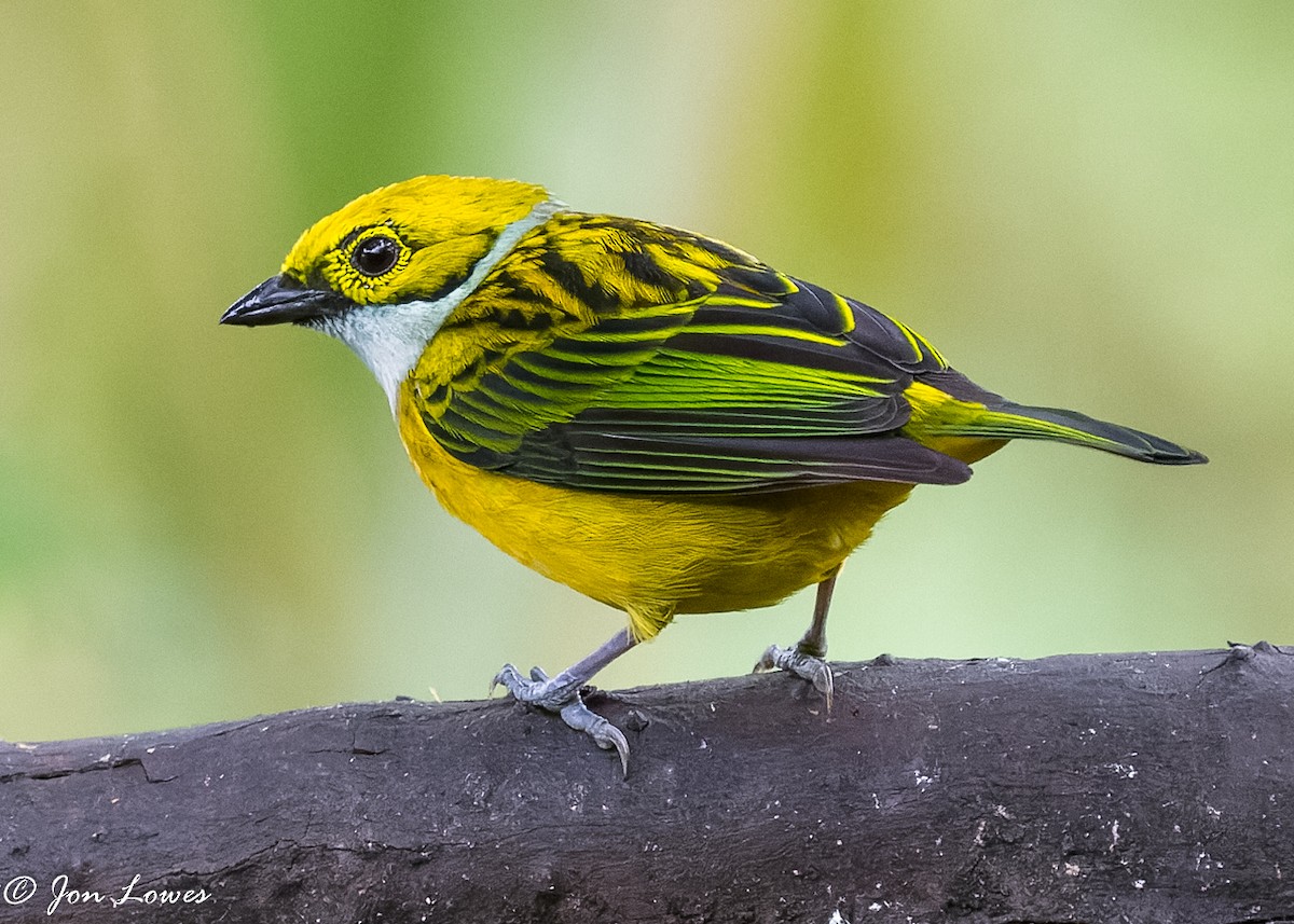 Silver-throated Tanager - ML360552081