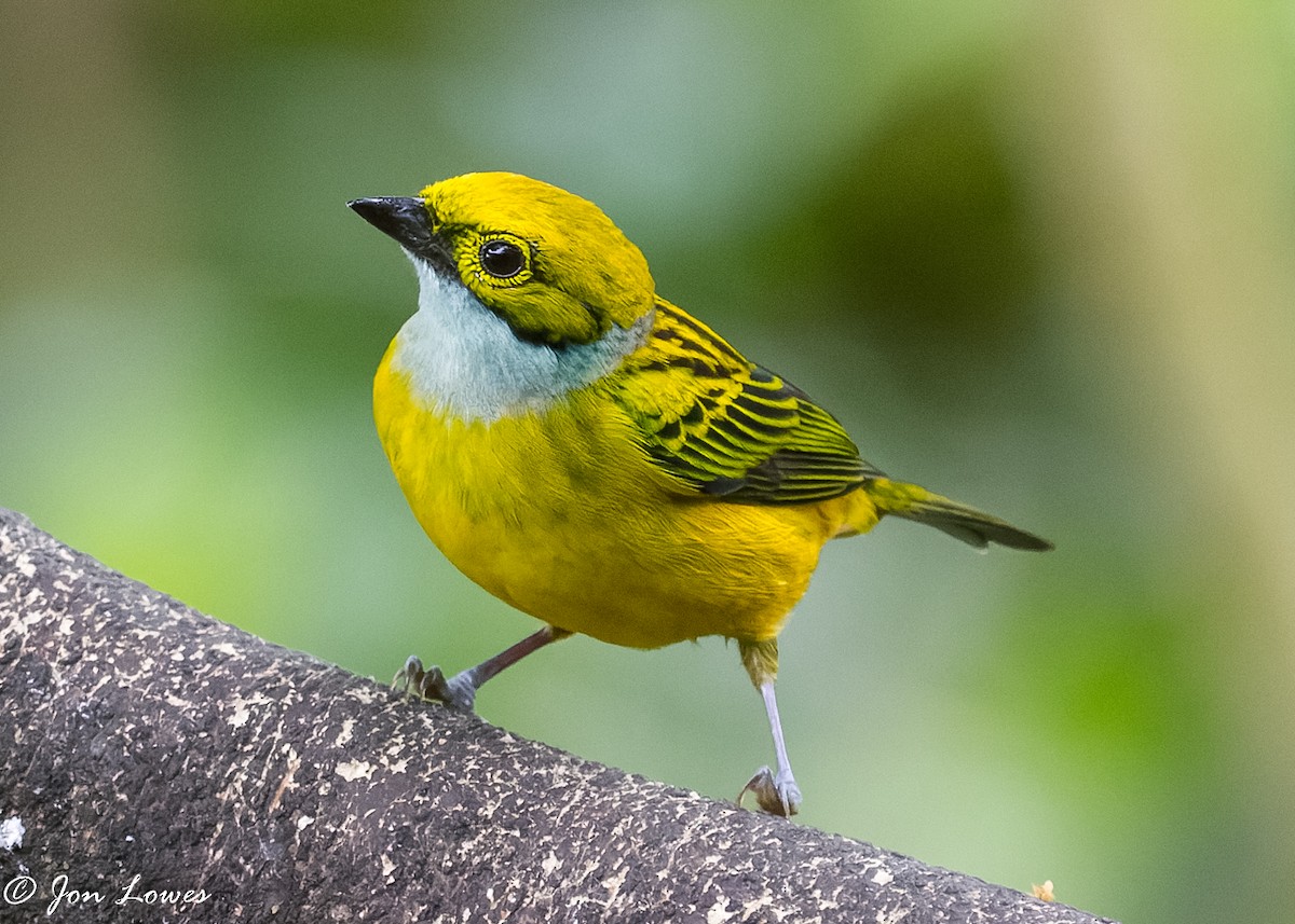 Silver-throated Tanager - ML360552091