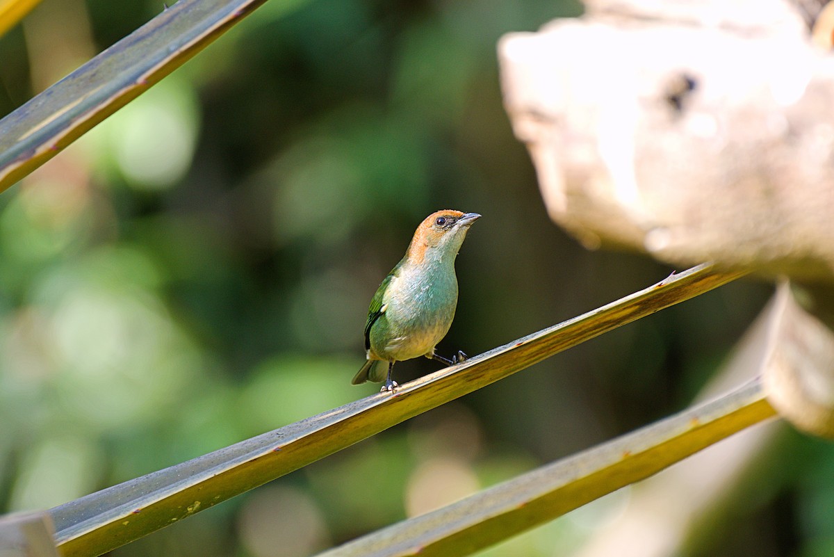 Black-backed Tanager - ML360552811