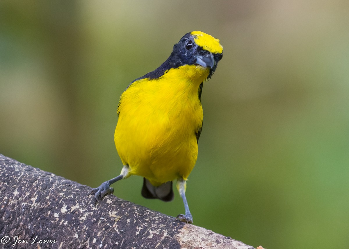 Thick-billed Euphonia (Thick-billed) - ML360553601