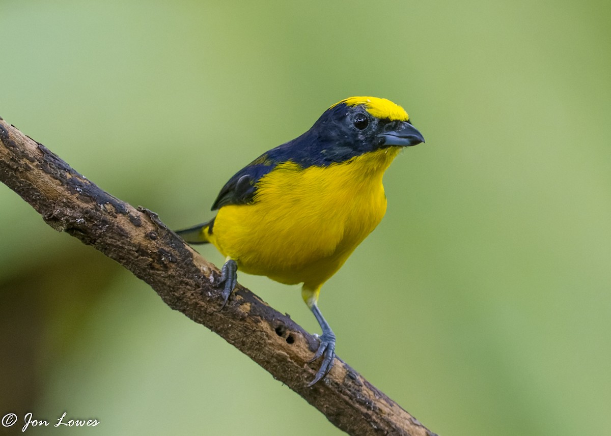 Thick-billed Euphonia (Thick-billed) - ML360553611