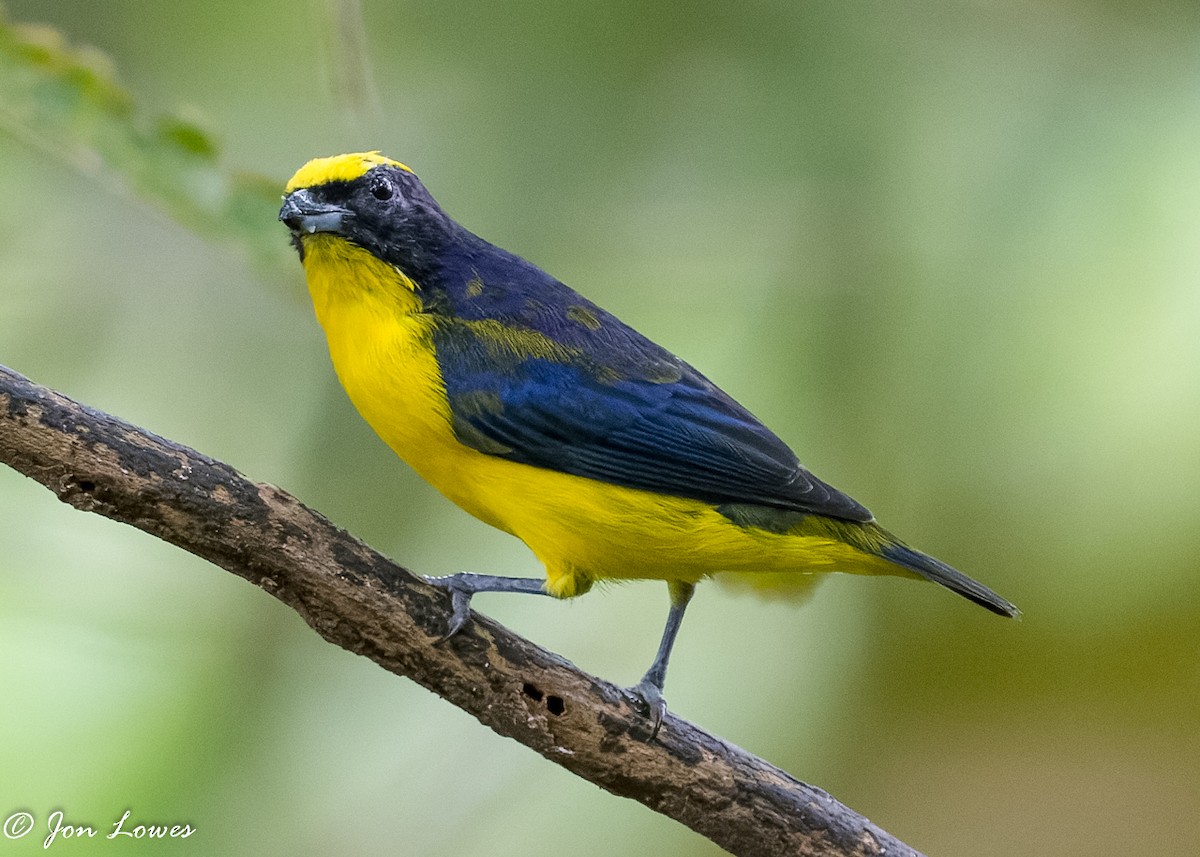 Thick-billed Euphonia (Thick-billed) - ML360553621