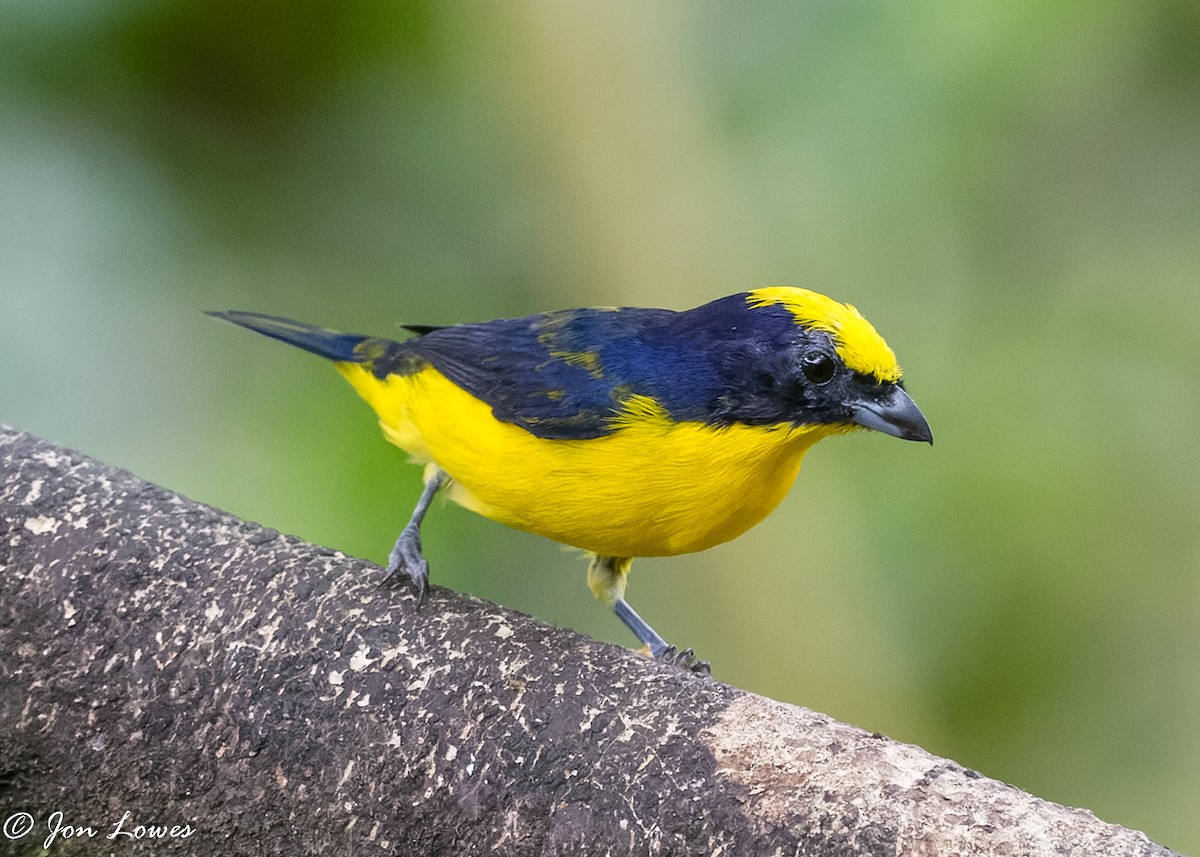 Thick-billed Euphonia (Thick-billed) - ML360553641