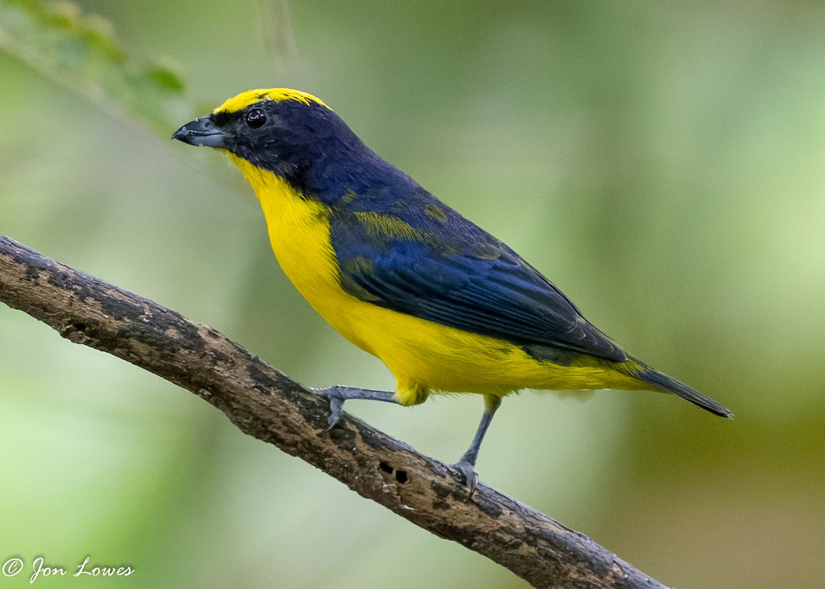 Thick-billed Euphonia (Thick-billed) - ML360553651