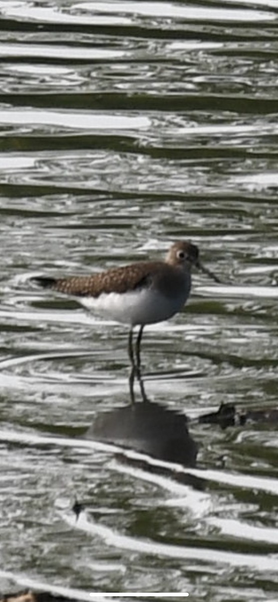 Solitary Sandpiper - ML360555741
