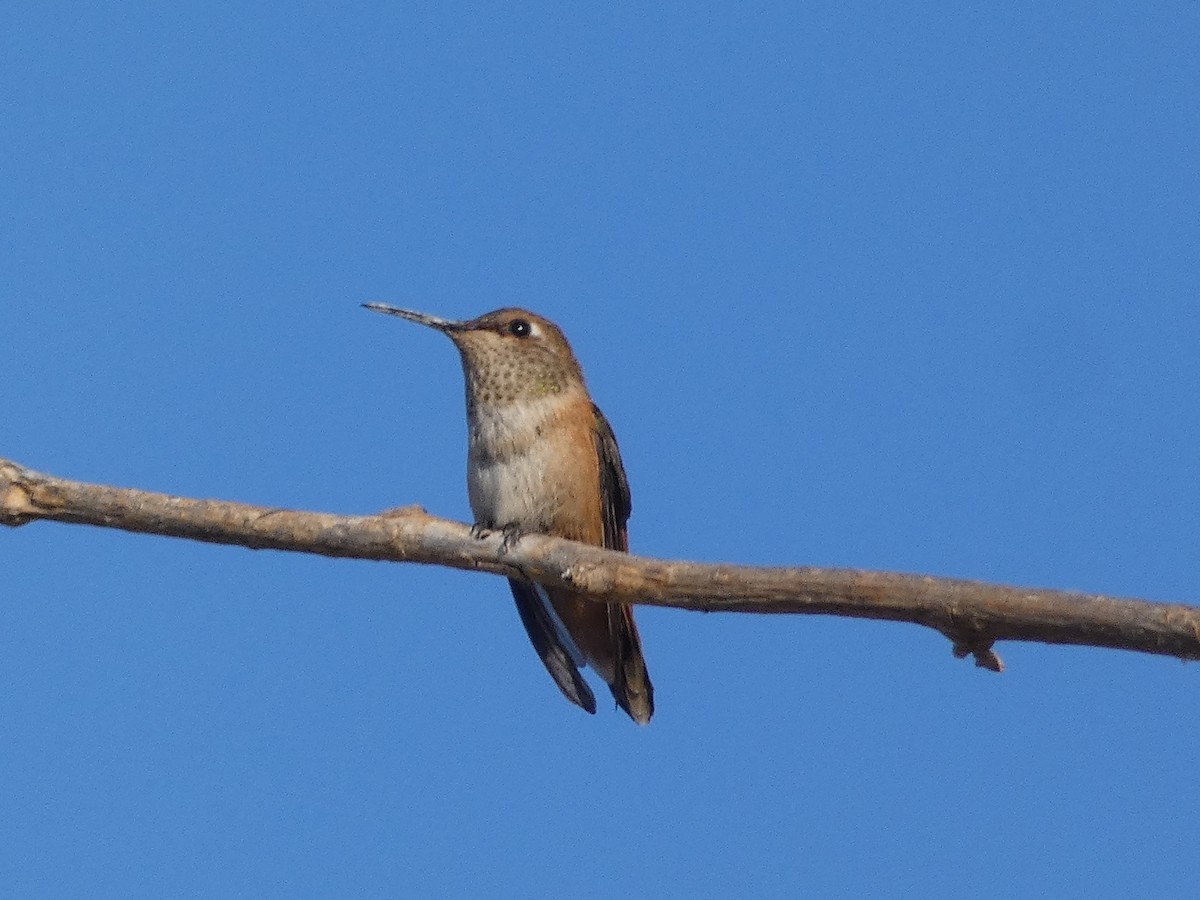 Rufous Hummingbird - ML360555801