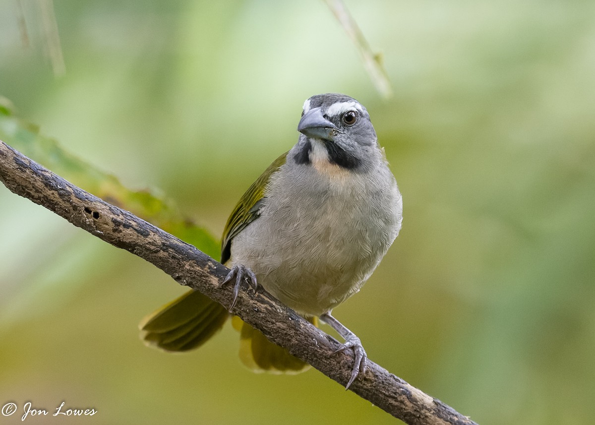 Buff-throated Saltator - ML360556041