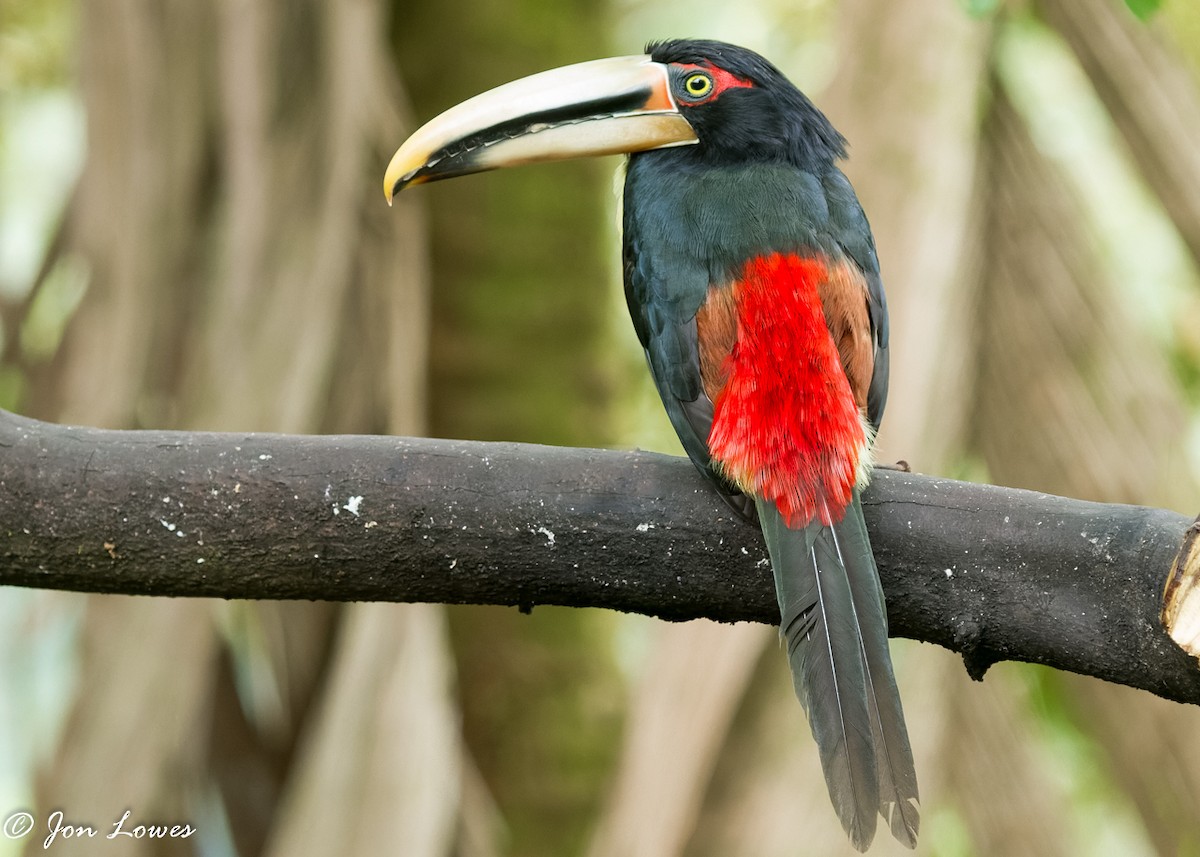 Collared Aracari (Pale-mandibled) - ML360557231