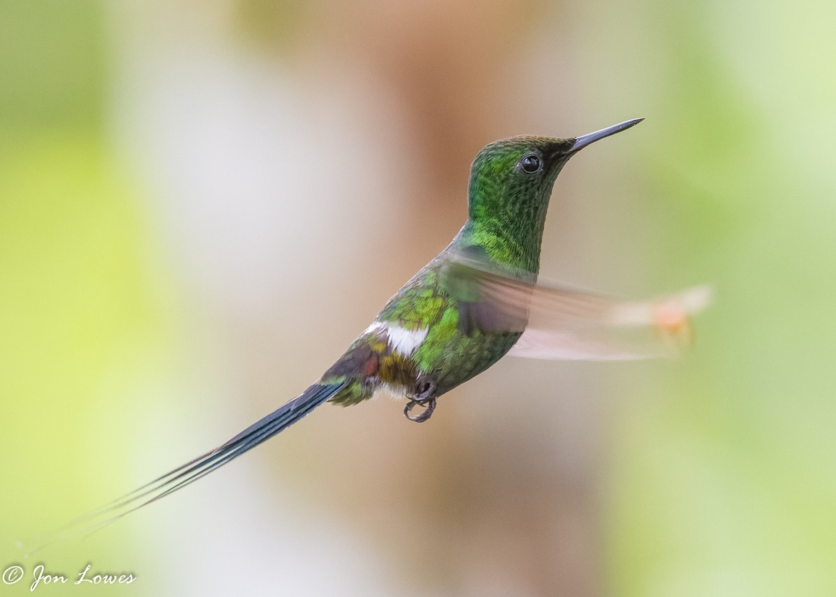 Green Thorntail - ML360557941