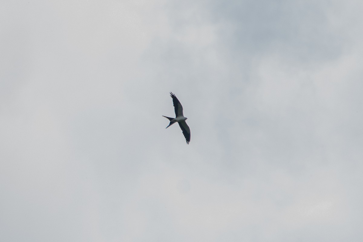 Swallow-tailed Kite - Andrew Lydeard