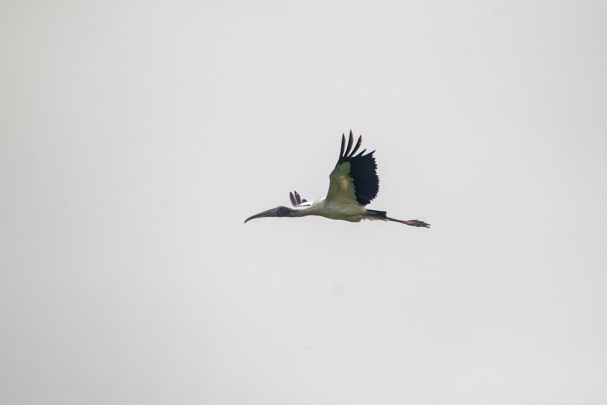 Wood Stork - ML360559111