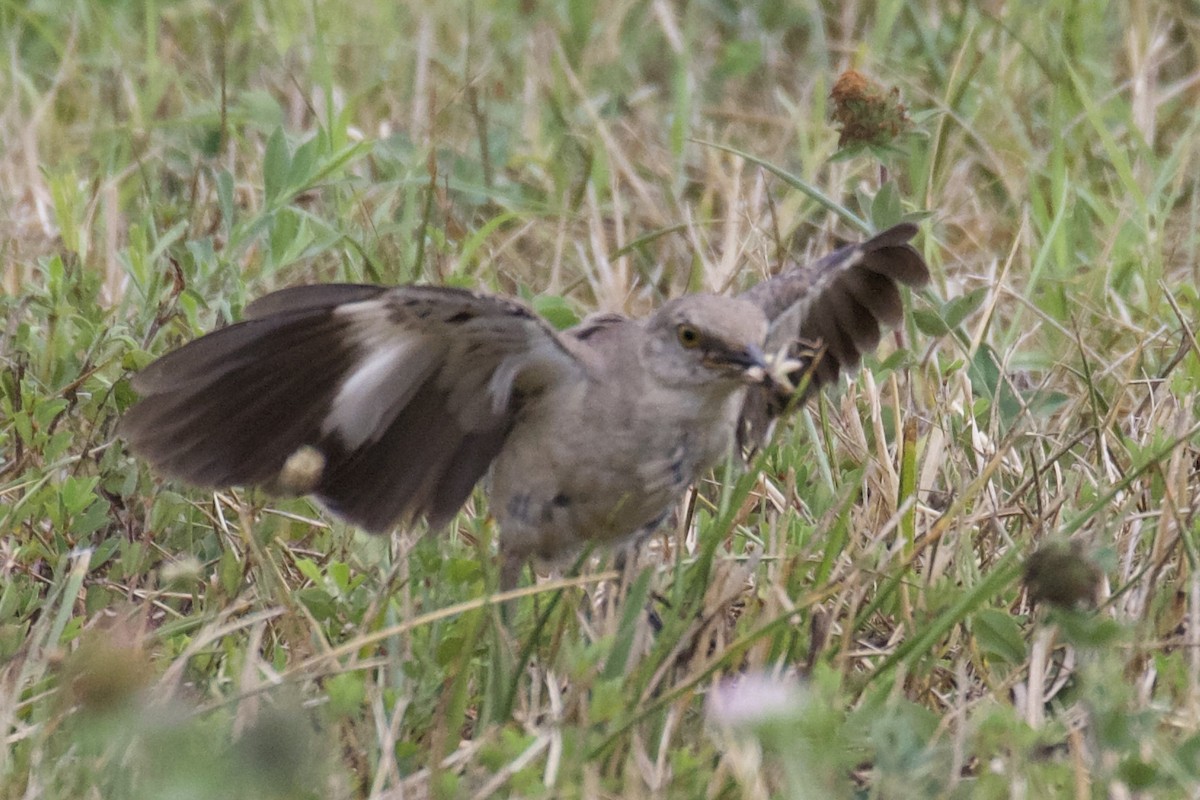 Northern Mockingbird - ML360561231