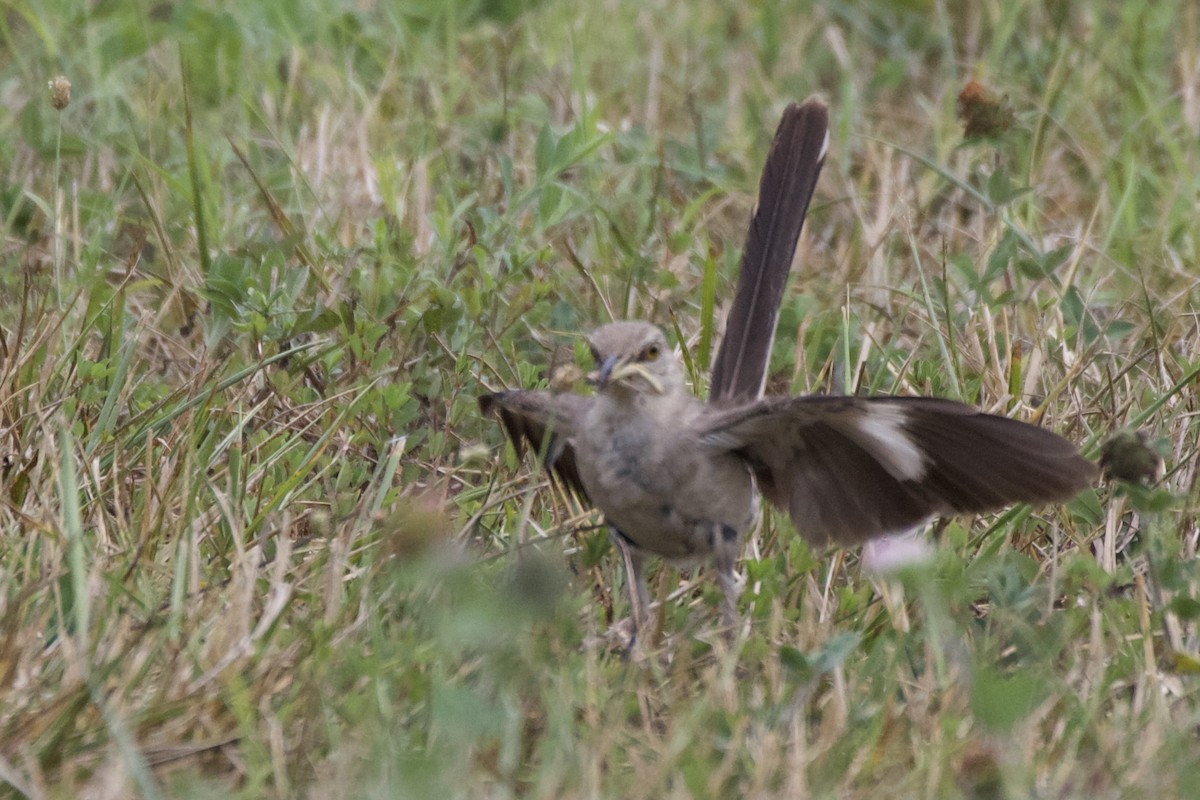 Northern Mockingbird - ML360561241