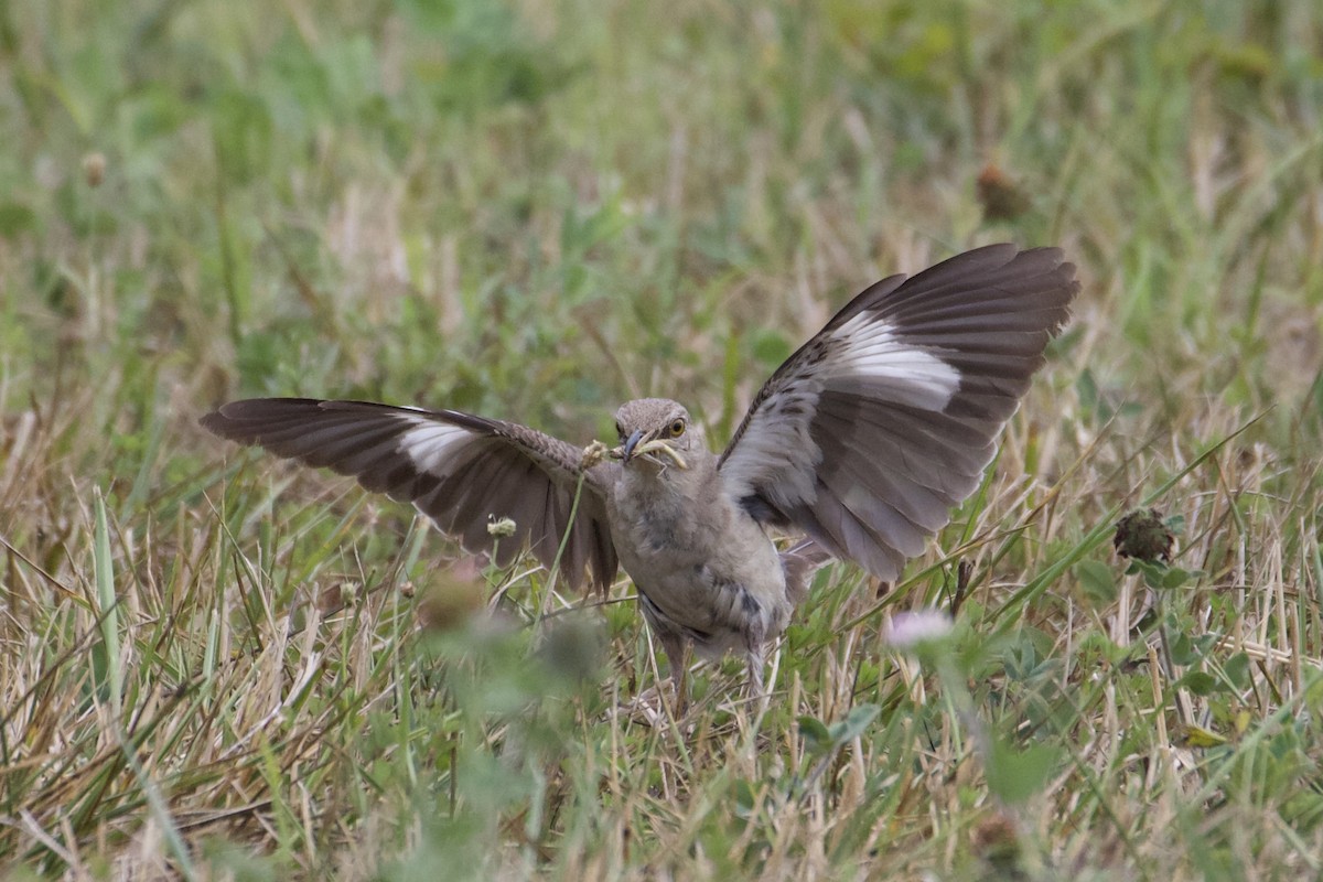 Northern Mockingbird - ML360561261