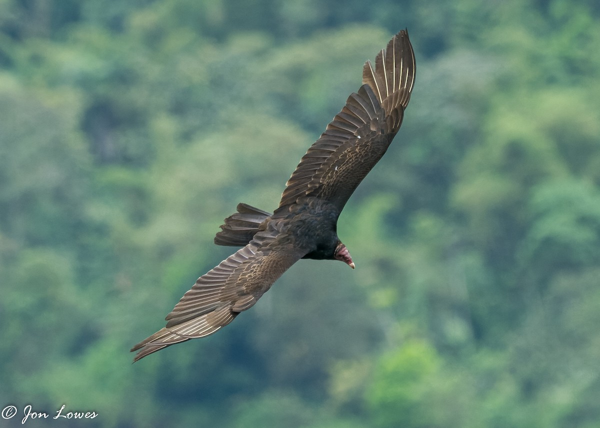 Turkey Vulture (Tropical) - ML360561361