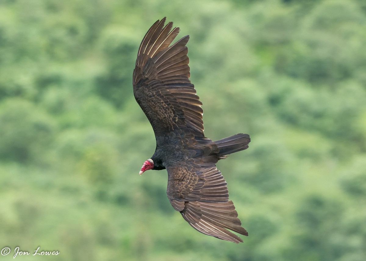 Turkey Vulture (Tropical) - ML360561371