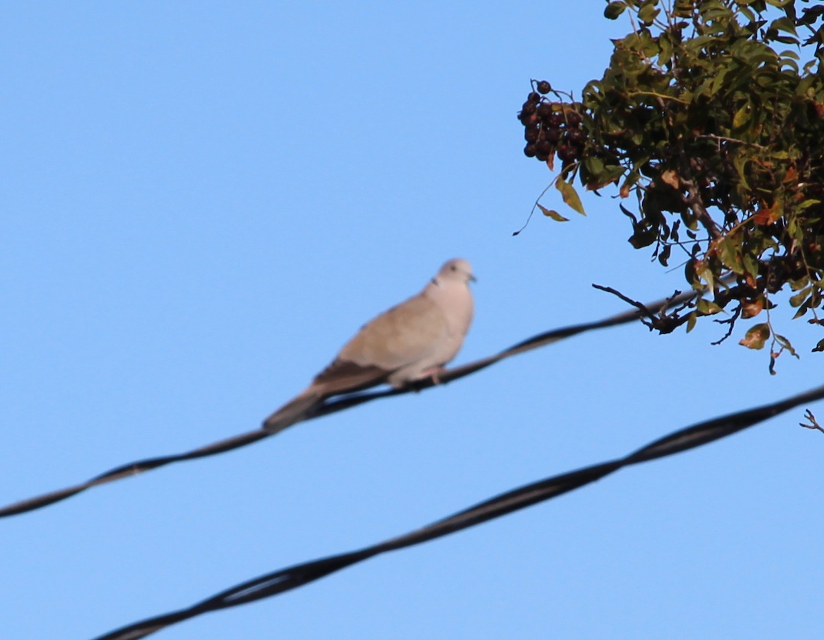 Eurasian Collared-Dove - ML36056141