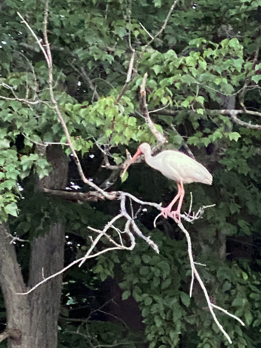 White Ibis - ML360561811