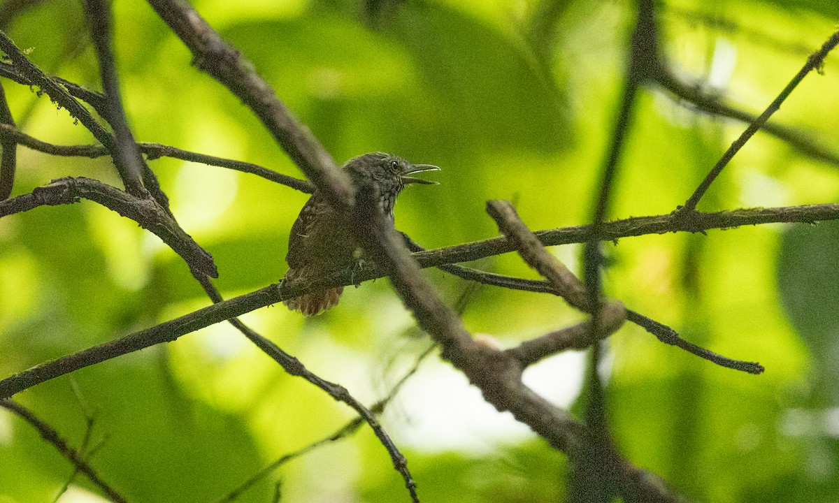 Spot-crowned Antvireo - ML360562091