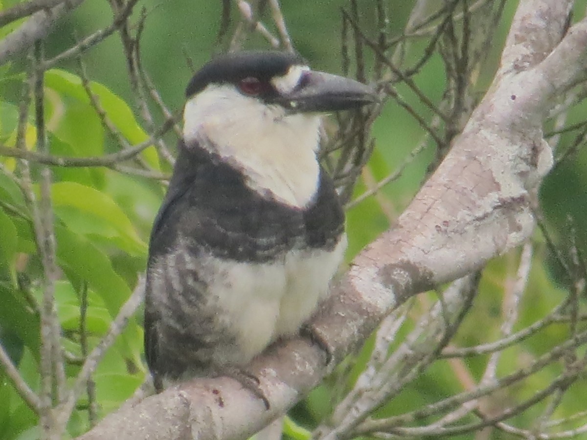 Guianan Puffbird - Thomas Collins