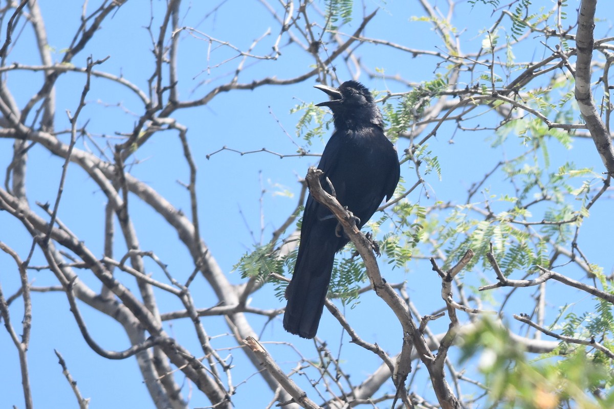 Sinaloa Crow - ML360563261