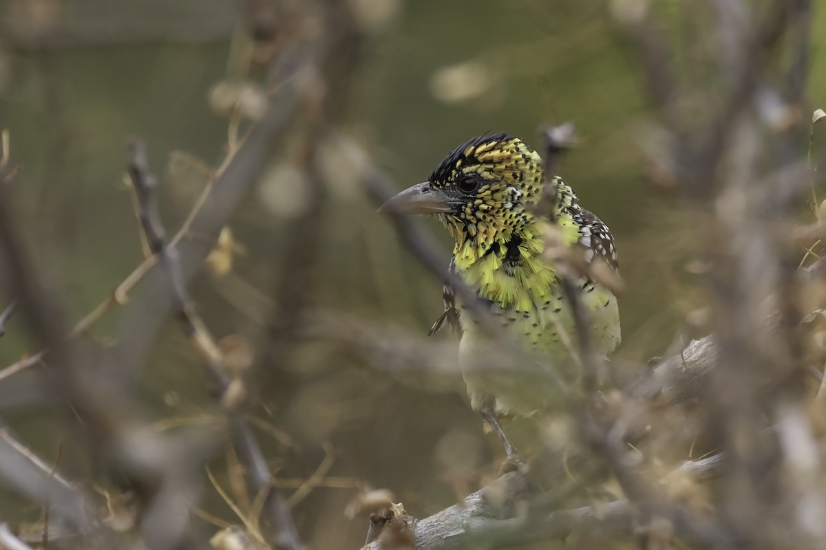 D'Arnaud's Barbet - ML360563901