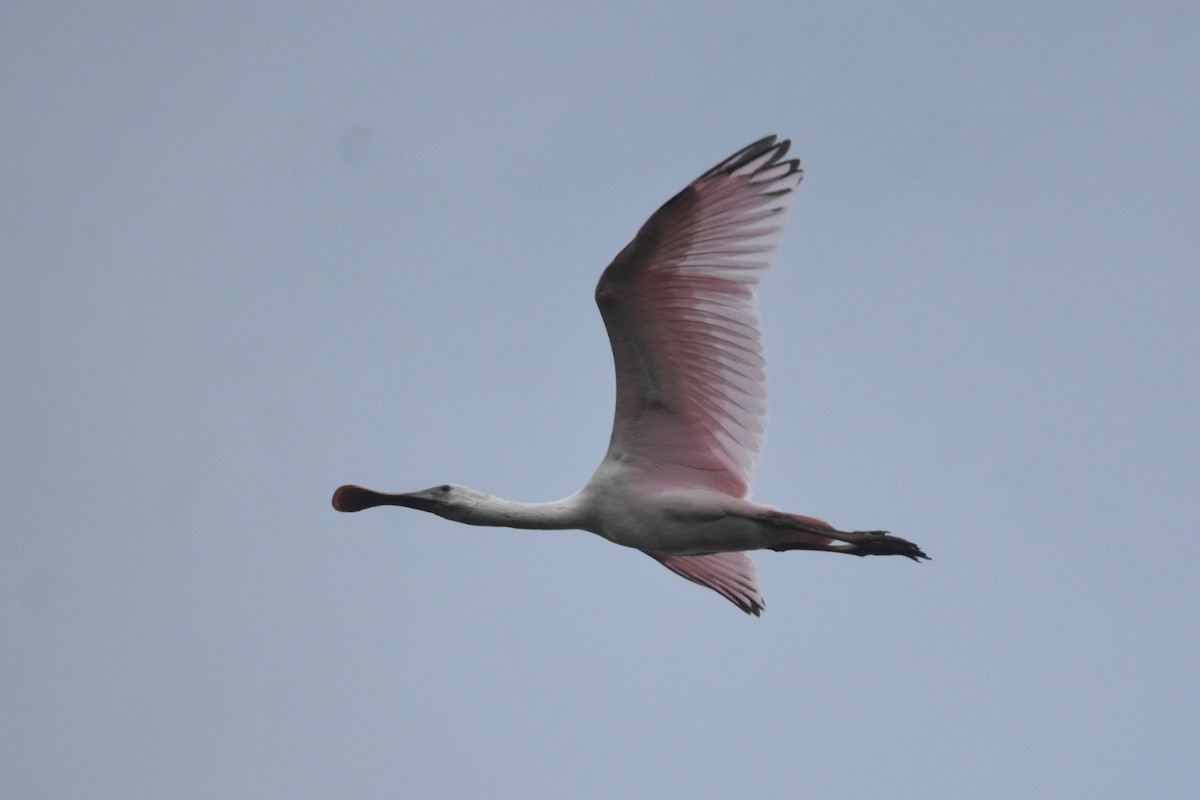 Roseate Spoonbill - ML360565341