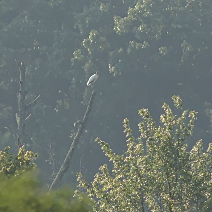 Wood Stork - ML360567101