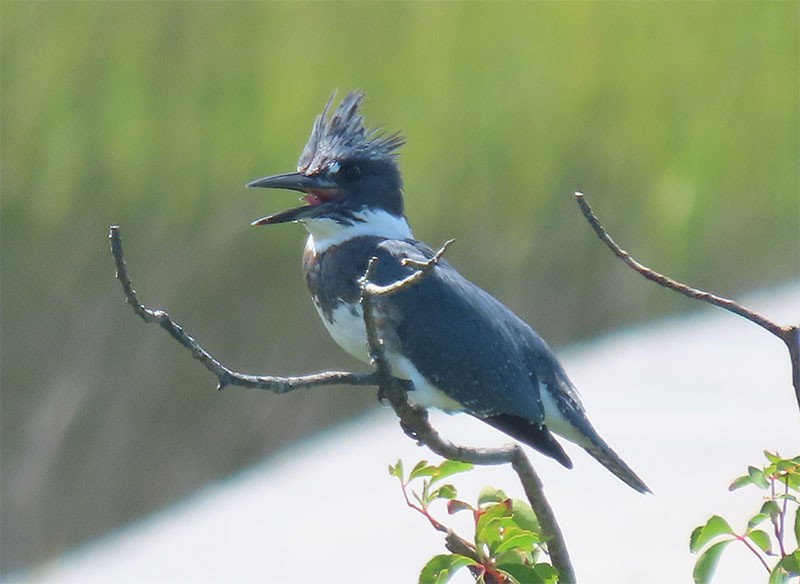 Belted Kingfisher - Karen Lebing